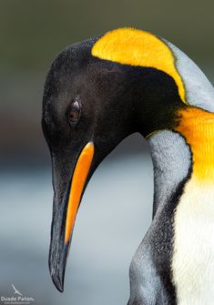 a close up of a bird with yellow and black markings on it's head