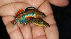 two small colorful fish sitting in the palm of someone's hand