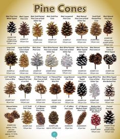 pine cones are the most common tree species in the world and they have different colors