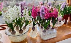 purple and white flowers in vases sitting on a window sill