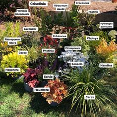 an assortment of different types of flowers in pots on the ground with names written below them