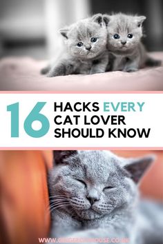 two kittens laying on top of each other with the caption 16 hacks every cat lover should know