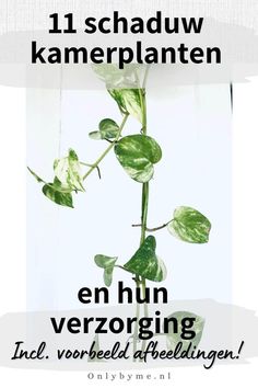 11 schaduw kamerplanten en hun verzorging met afbeelding Schaduw kamerplanten zijn planten die weinig of geen direct zonlicht nodig hebben om te overleven. Ze zijn perfect voor op je slaapkamer, kantoor of e... Plant Tips, Pothos Plant, Snake Plant, Mother In Law, Indoor Plants, Diy Decor, Seeds, New Homes, Plants