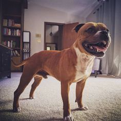 a brown dog standing on top of a carpeted floor next to a book shelf