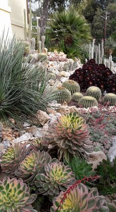 many different types of succulents in a garden