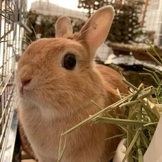 a brown rabbit sitting in front of a cage filled with hay and grass next to plants