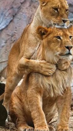 two lions are hugging each other on the ground