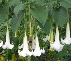 some white flowers hanging from a tree branch