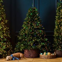 three christmas trees with lights and a dog laying on the floor