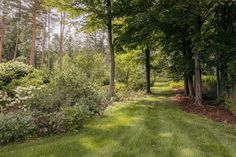 a path in the middle of a lush green forest