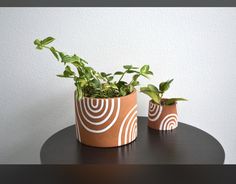 two potted plants sitting on top of a table