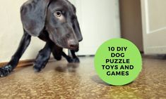 a black dog is on the floor with a green tag that says 10 diy dog puzzle toys and games