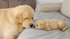 a golden retriever puppy playing with a sleeping baby dog on a bed in a bedroom