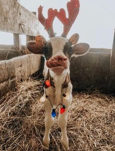 a baby cow with christmas lights on it's ears standing in hay next to a fence