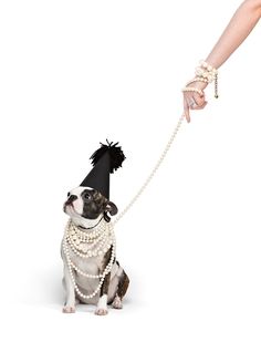 a small dog is being held by a woman's hand with pearls on it