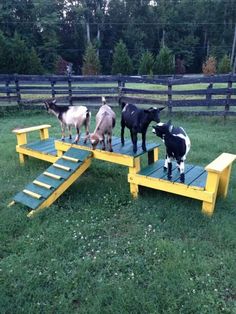 goats and goats are standing at the top of a ladder in an enclosure with grass