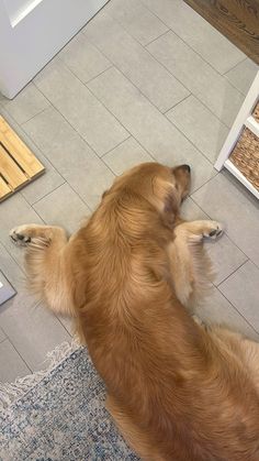 a dog laying on the floor looking up at something in front of him and his head