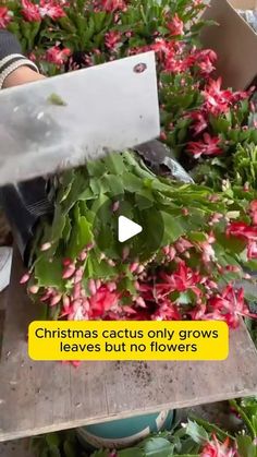 a person cutting up flowers with a large knife on top of the flower potted plant