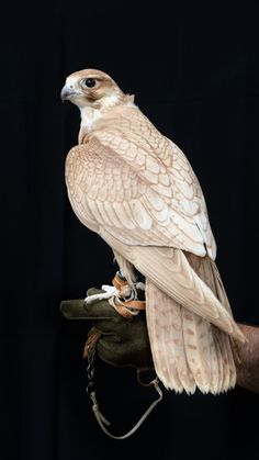 a large bird perched on top of a gloved hand in front of a black background