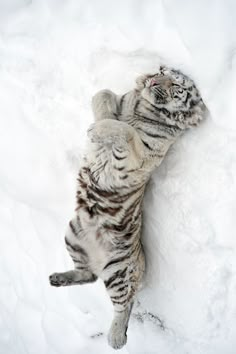 a white tiger laying in the snow with its back paws on it's head