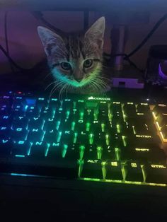 a cat that is looking at the camera while sitting in front of a computer keyboard