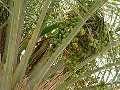 a palm tree filled with lots of green fruit