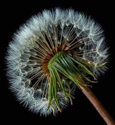 a dandelion is blowing in the wind on a black background