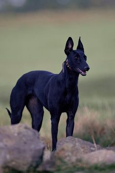 a black dog standing on top of a lush green field next to rocks and grass