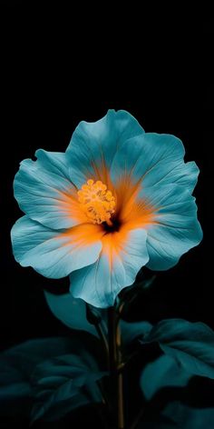 a blue flower with orange stamen in the center and green leaves around it on a black background