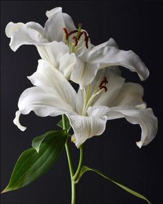 two white flowers with green stems in a vase