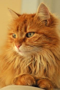 a fluffy orange cat sitting on top of a white couch next to a wall and looking off into the distance