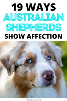 a brown and white dog with the words 19 ways australian shepherds show affection on it's face