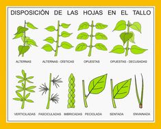 an image of different types of plants and their names in spanish, with the words disposing