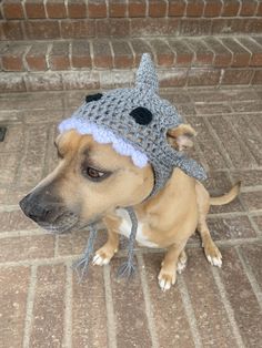 a small dog wearing a knitted hat