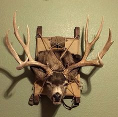 a deer head mounted on the wall with antlers attached to it's back