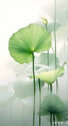 two large green leaves on top of each other next to water lilies in the fog