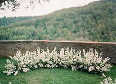 white flowers are growing in the grass near a stone wall