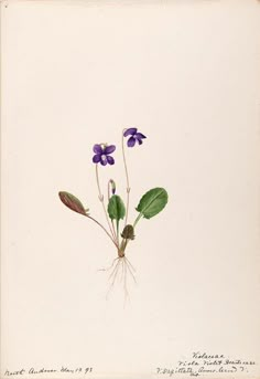 an illustration of purple flowers with green leaves and roots on a white background, from the natural history of plants