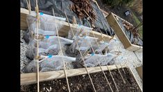 several bags of seedlings are lined up on the ground