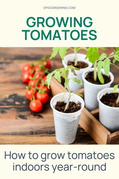 growing tomatoes in small pots with text overlay reading how to grow tomatoes indoors year - round