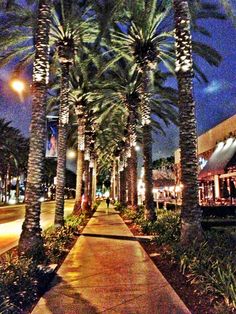 palm trees line the sidewalk in front of a shopping center at night with lights on