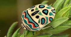 a colorful bug sitting on top of a green plant