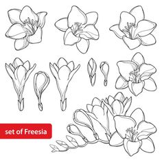 a set of freesia flowers in black and white