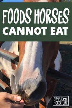 a brown and white horse standing next to a fence with the words foods horses cannot eat