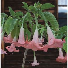 pink flowers blooming on a tree in front of a building