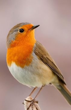 a small orange and gray bird sitting on top of a piece of wood with it's beak open