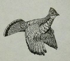 a drawing of a bird flying in the sky