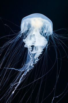 a white jellyfish floating in the water