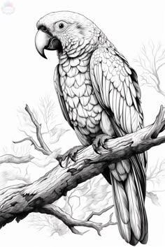 a black and white drawing of a parrot perched on a branch