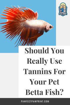 a siamese fish with the words should you really use vitamins for your pet betta